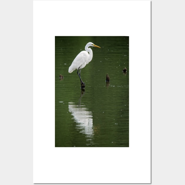 Great Egret Wall Art by irishmurr